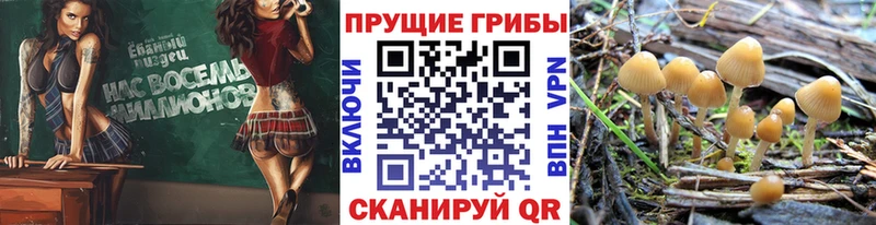 Купить где  Верхняя Салда  Галлюциногенные грибы Psilocybine cubensis 