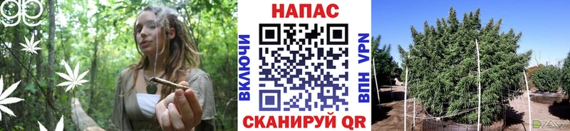 Конопля Amnesia Верхняя Салда